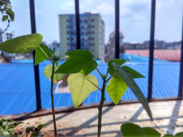 green leaves