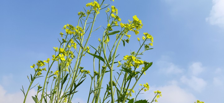 Sky with flowers