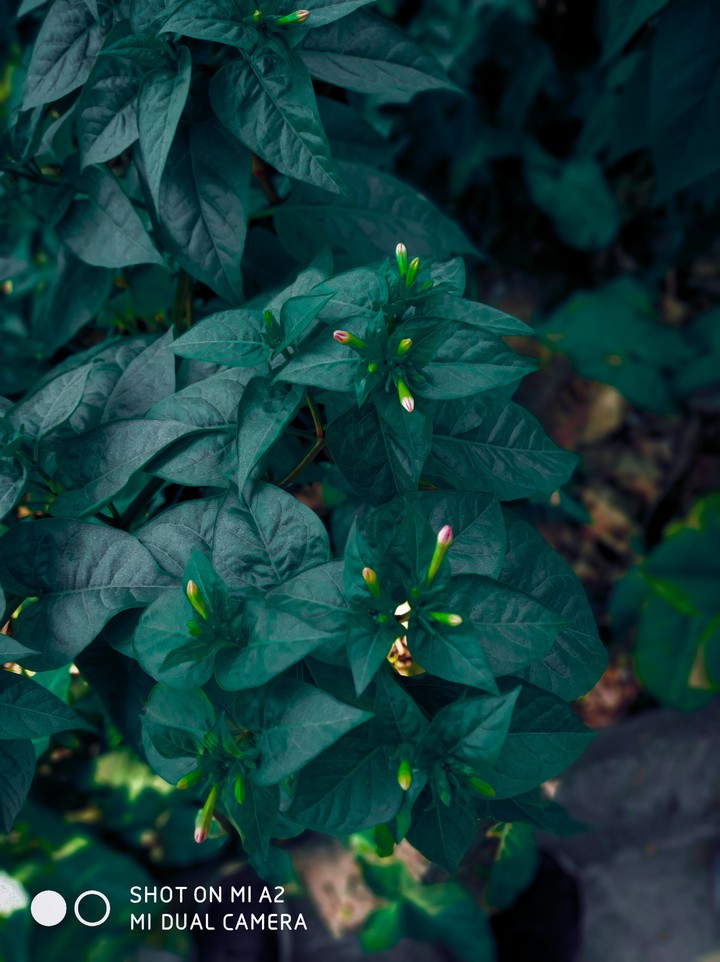 Faded plant
