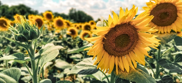 Sun