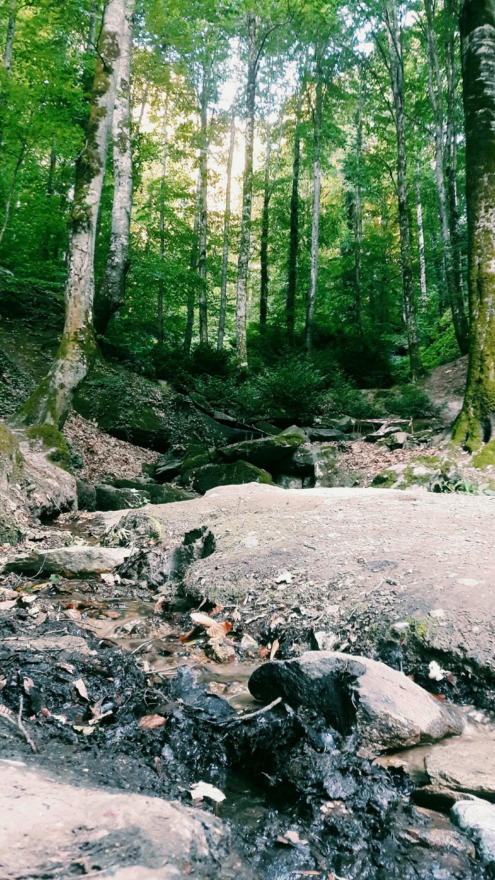 Orman