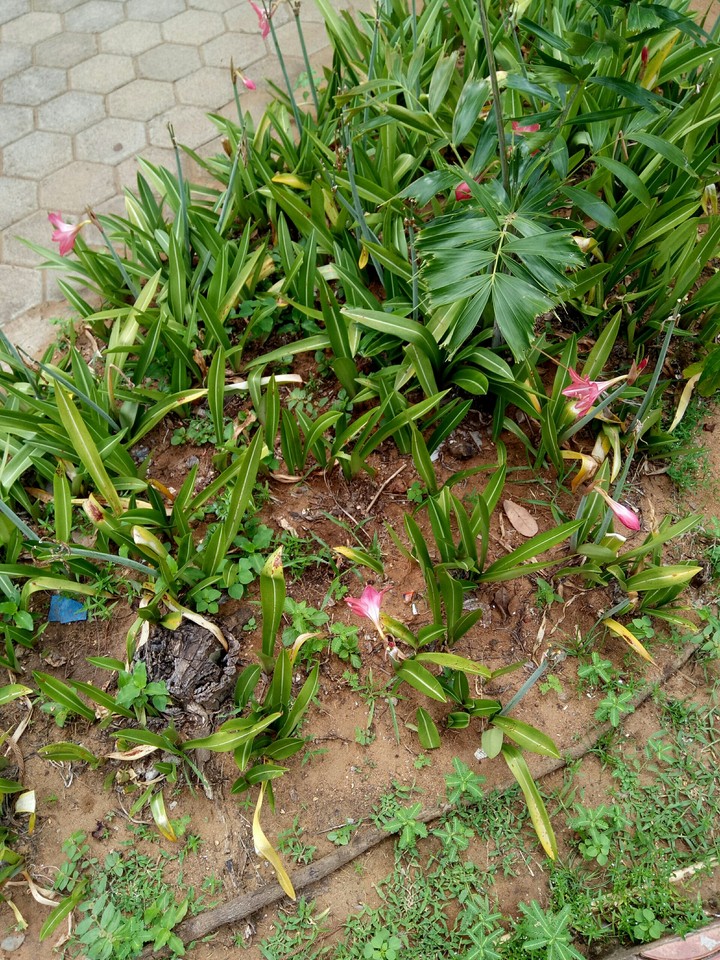 Garden Grass