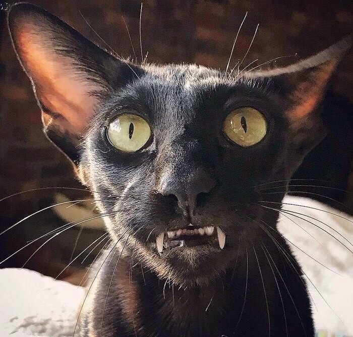 котик