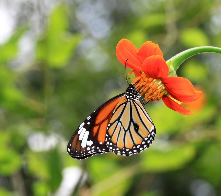 butterfly