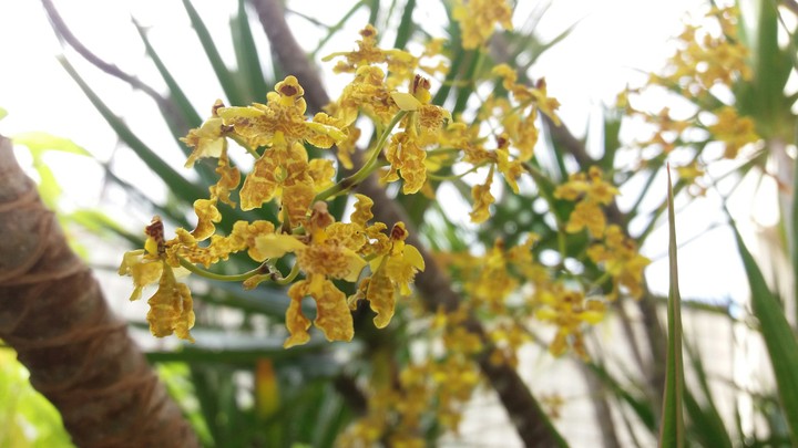orquídea