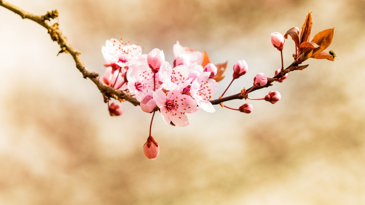spring