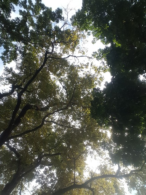 tree