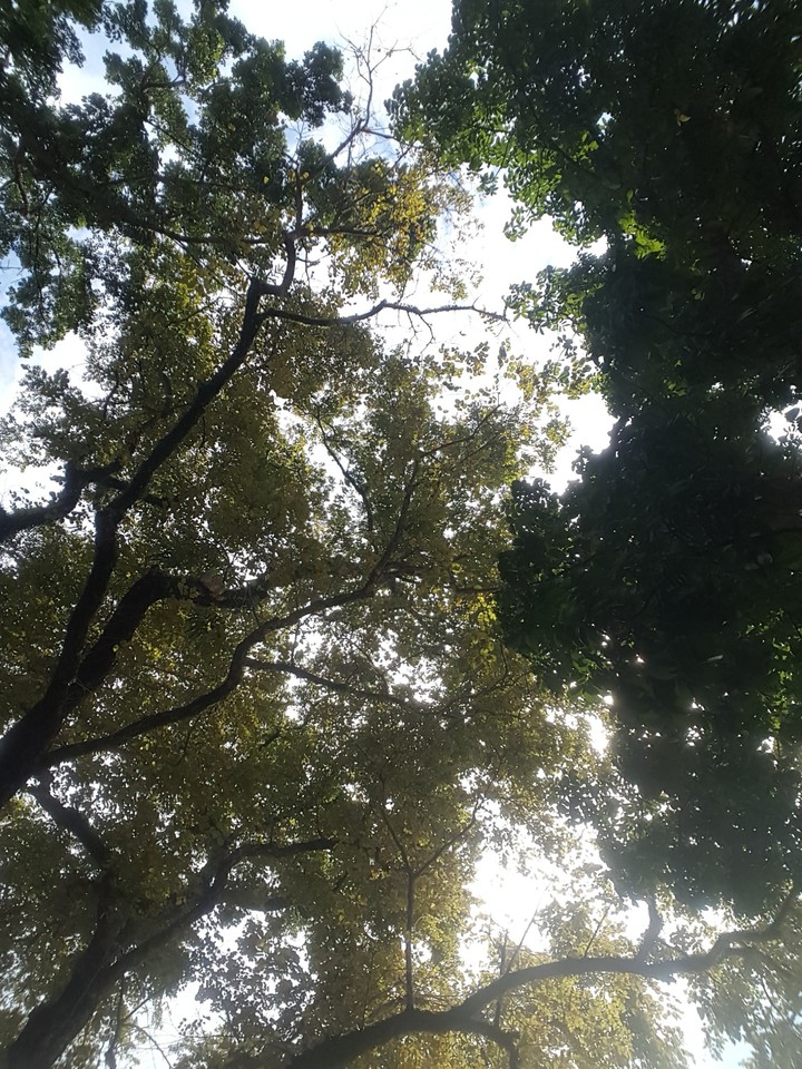 tree