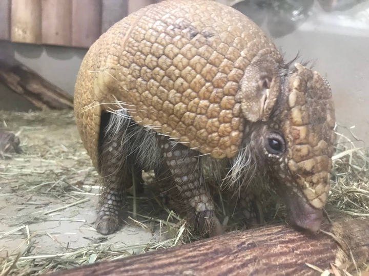 動物
