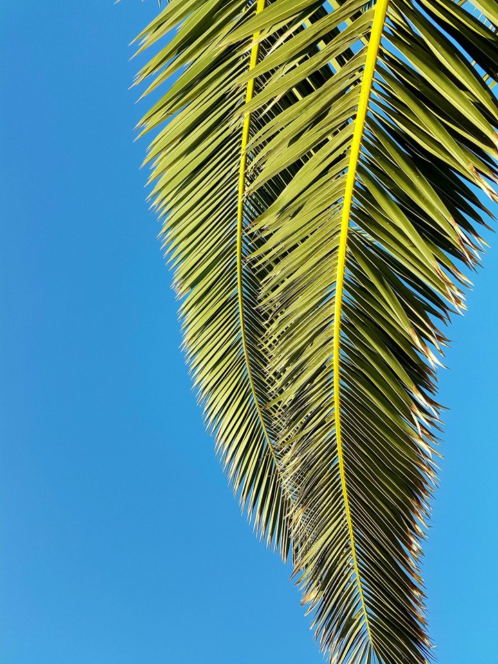 Palm