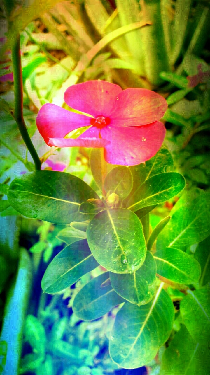 Flor #1