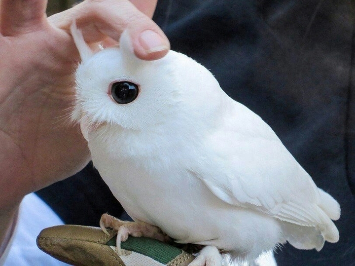 Филин