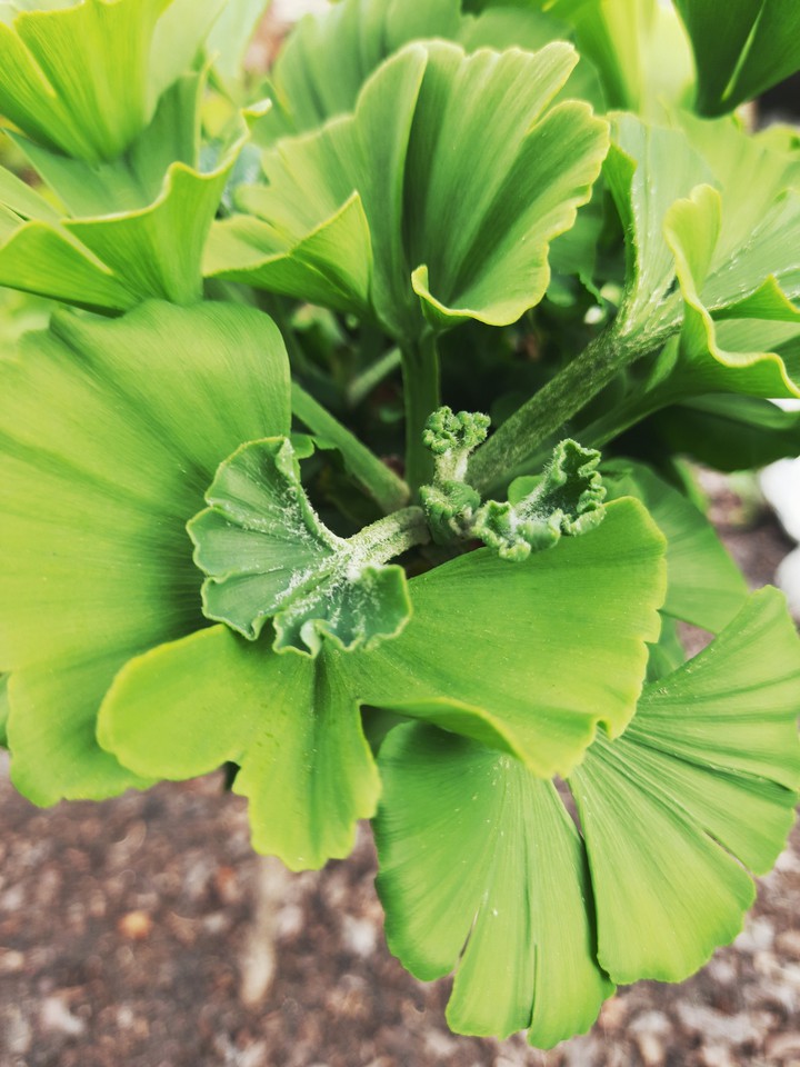 Ginkgo