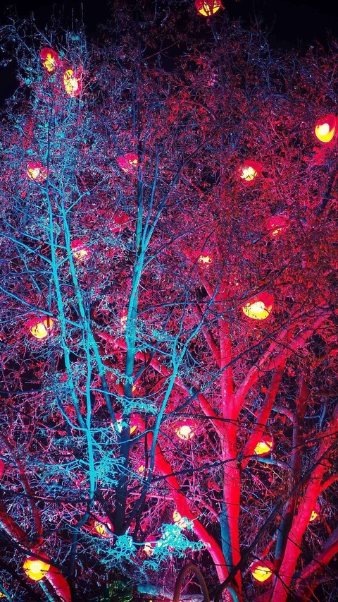 Tree Colorful ❤️
