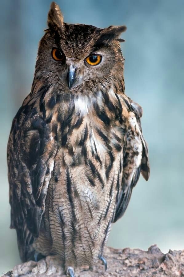 Them eyes