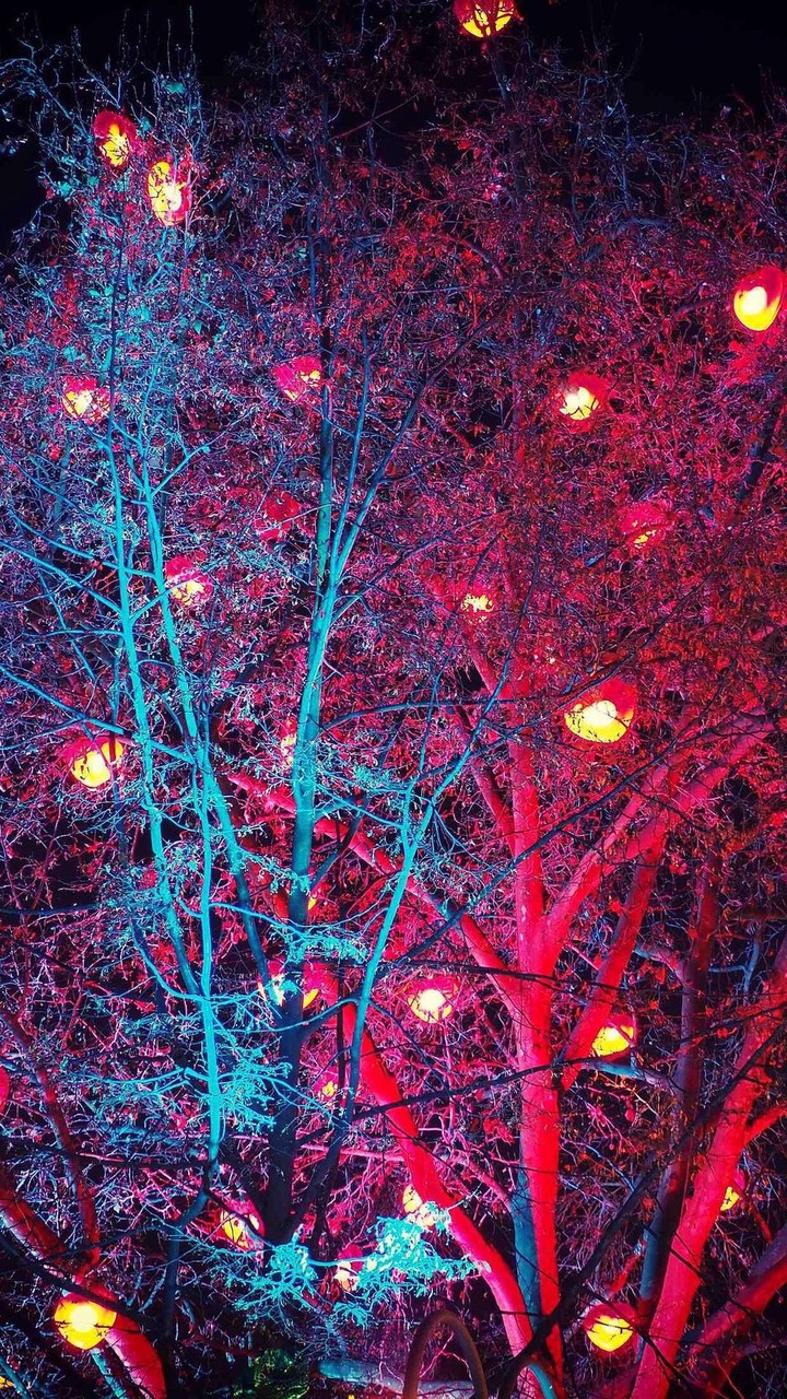 Tree Colorful ❤️