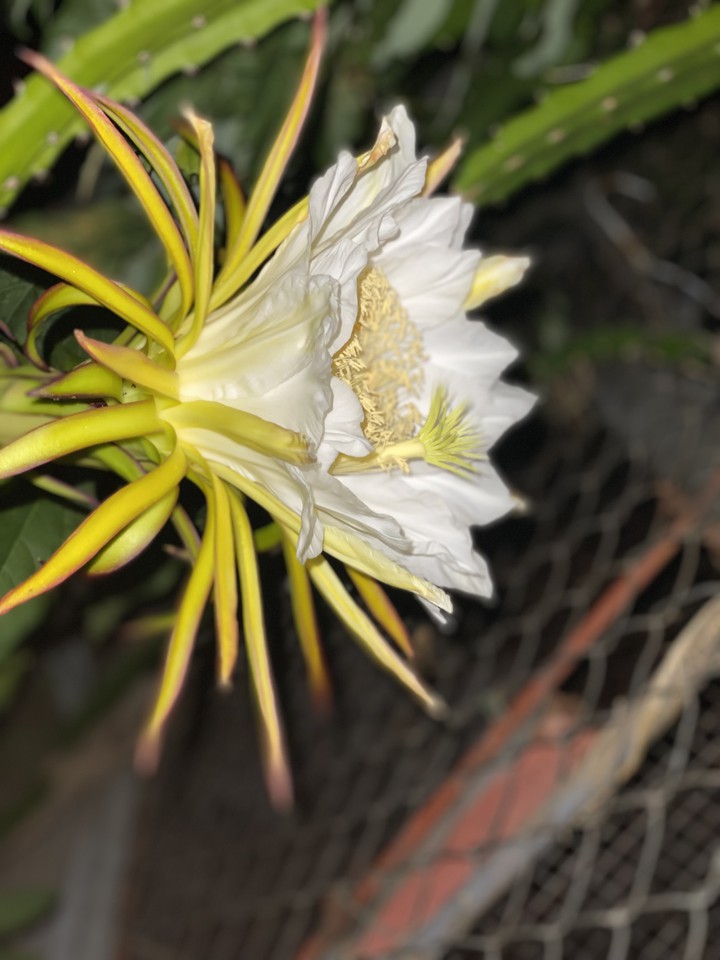 Hylocereus undatus