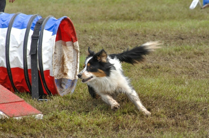 The Border Collie Because There Is No Better Dog
