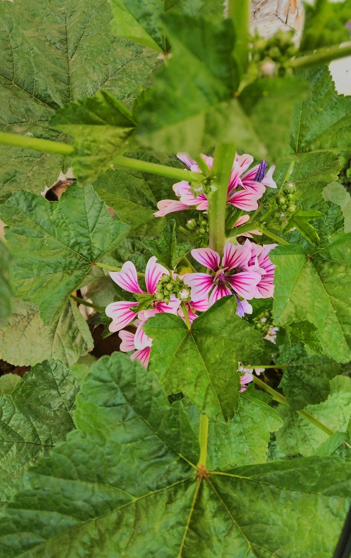 flowers