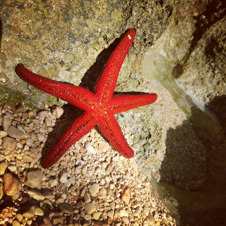 Starfish2