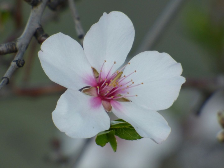 Blossom