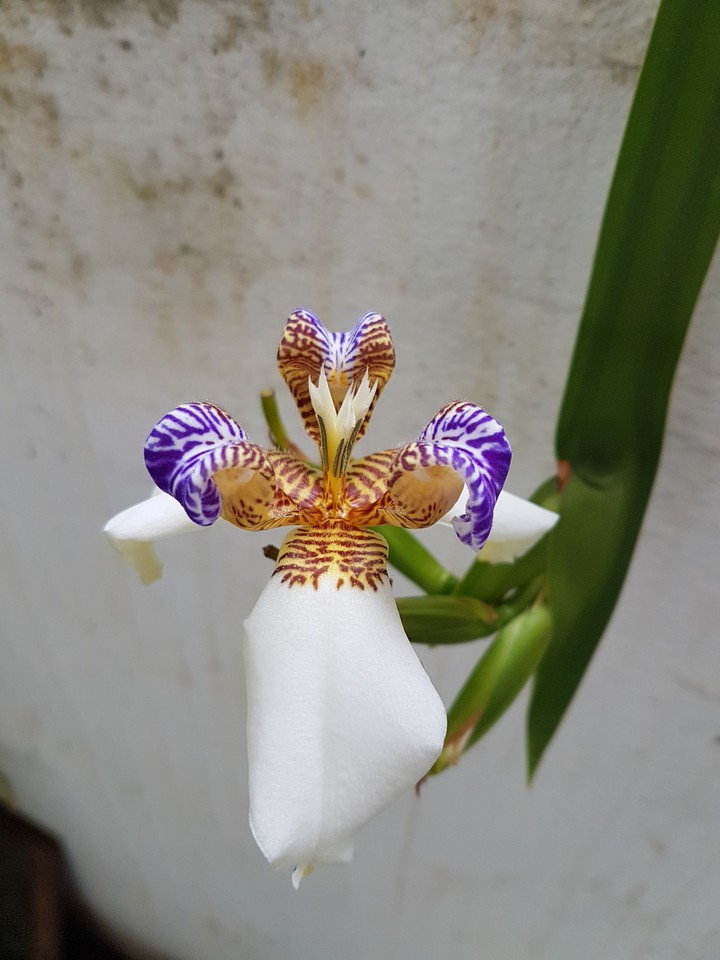 Natureza