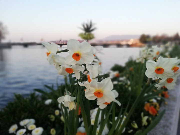 flowers at geneva lake