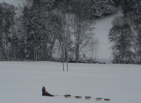 dashing through the snow