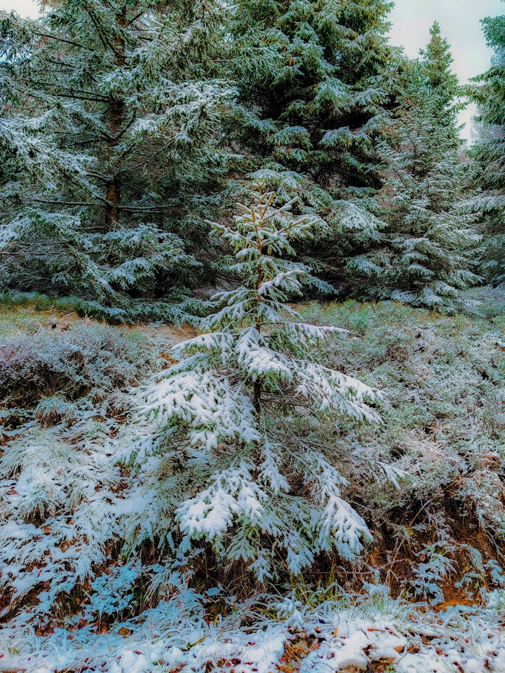 Winter