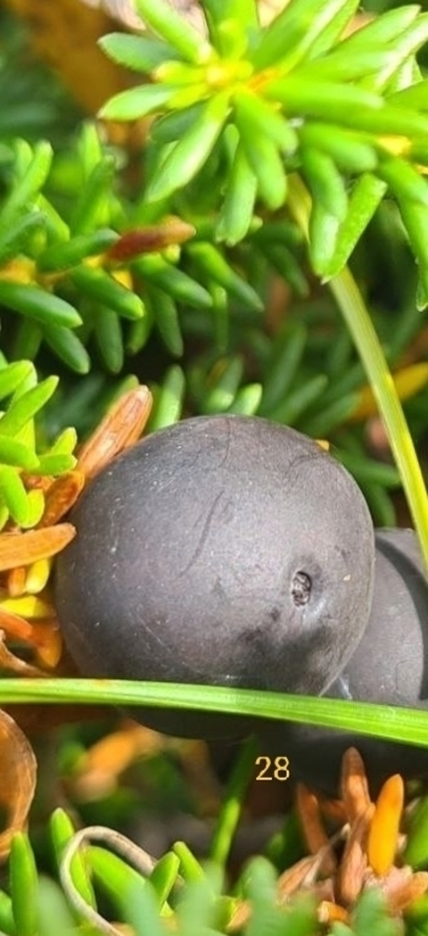 fruit, juniper háttérképek