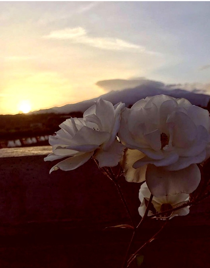 tramonto di rosa
