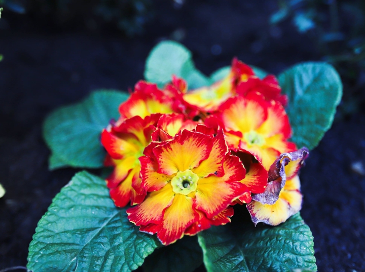 Orange Flower
