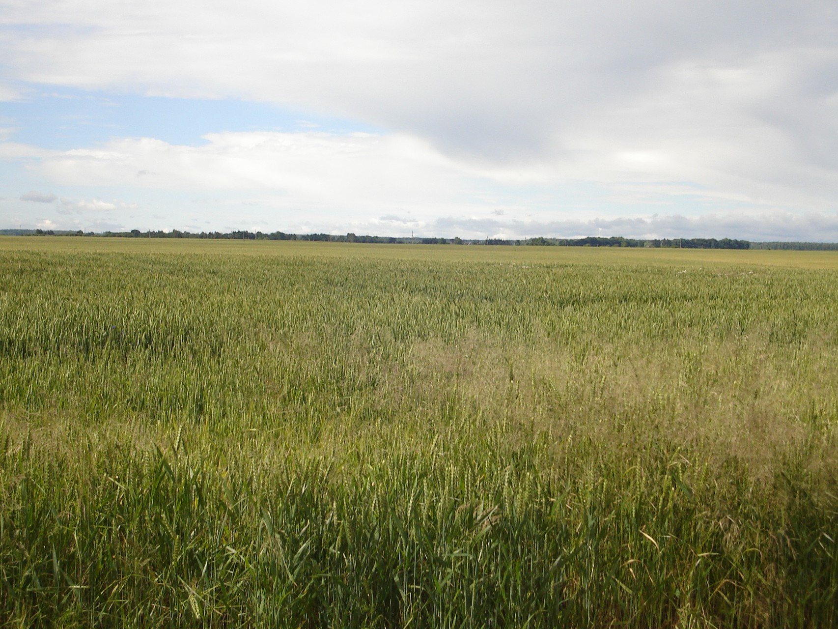 Fields