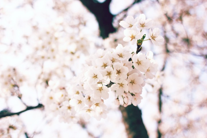 벚꽃
