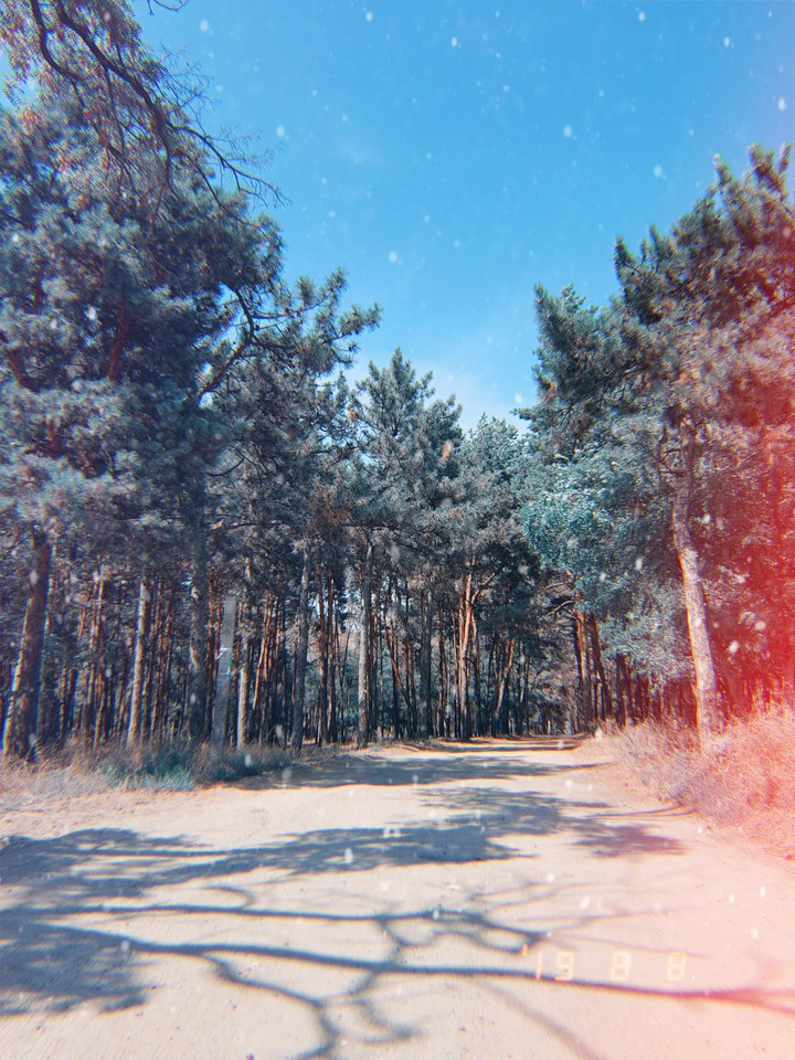 magic forest