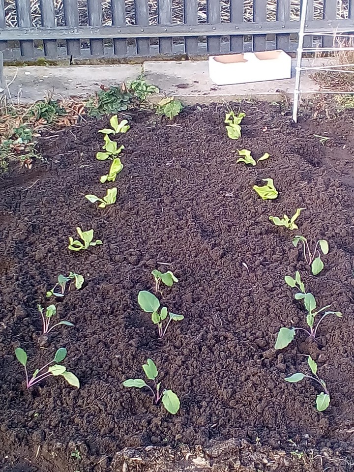Kolrabie Sald my garden by 11.320020.