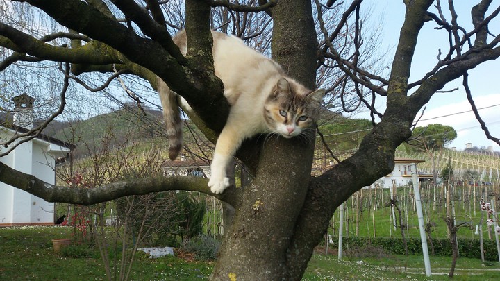my cat