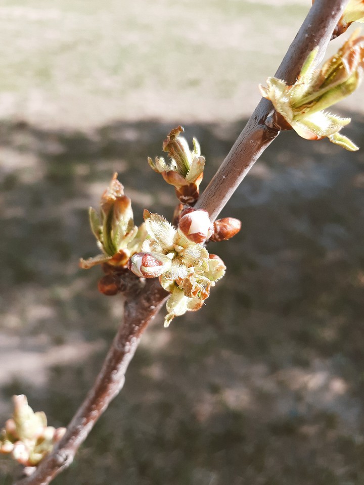 spring