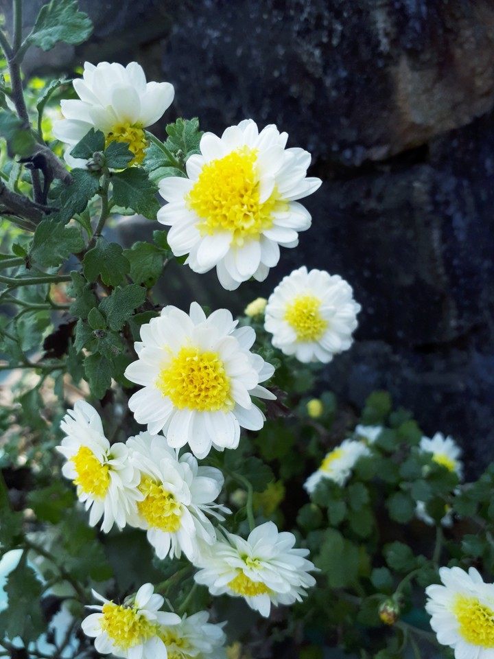 nice flower , natural photo