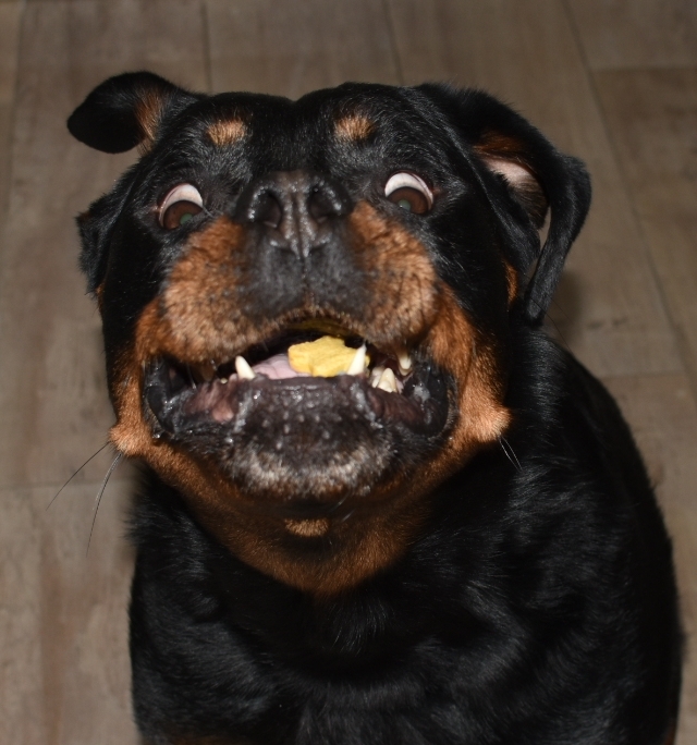 Funny rottweiler face