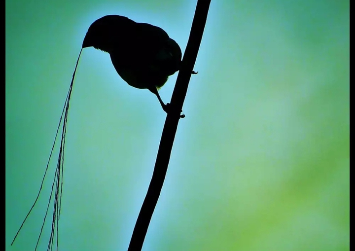 sunbird