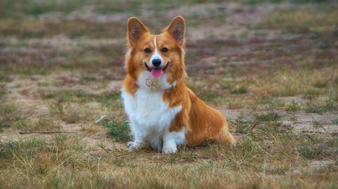 тапети carnivores, canidae
