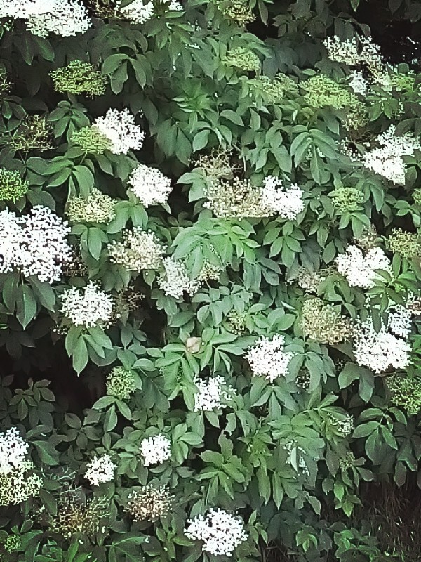 sambuco in fiore