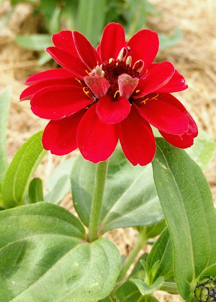 Zinnia