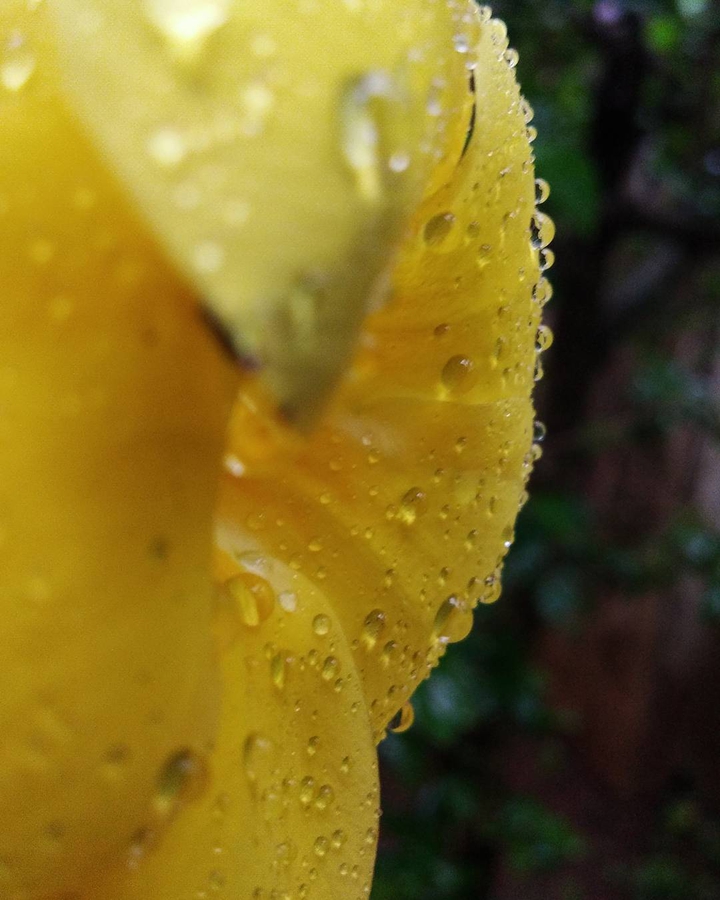 Dew drops