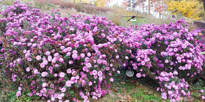 Surisan Mountain