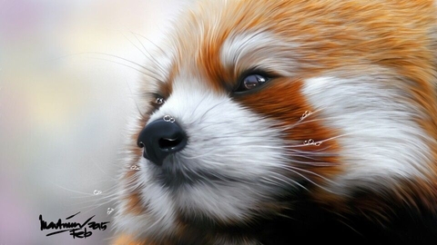 red panda