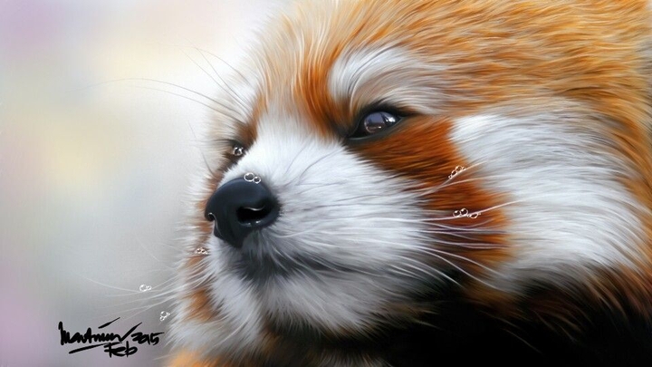 red panda