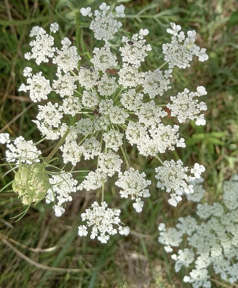sfondi subshrub, shrub