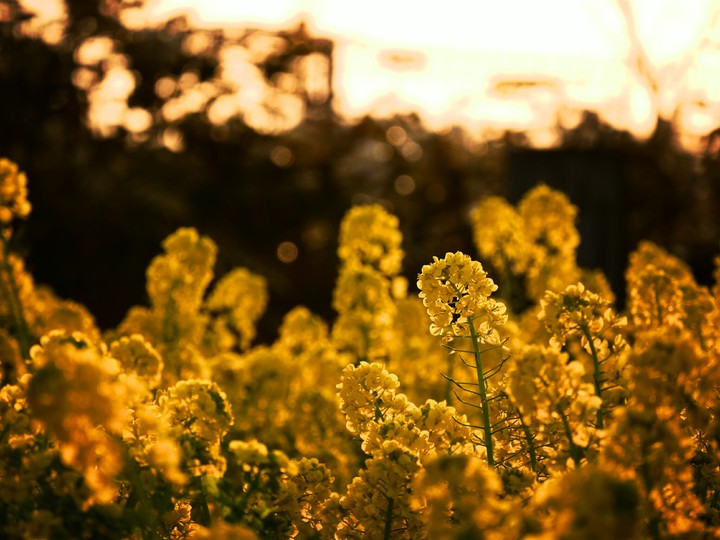 canola flower